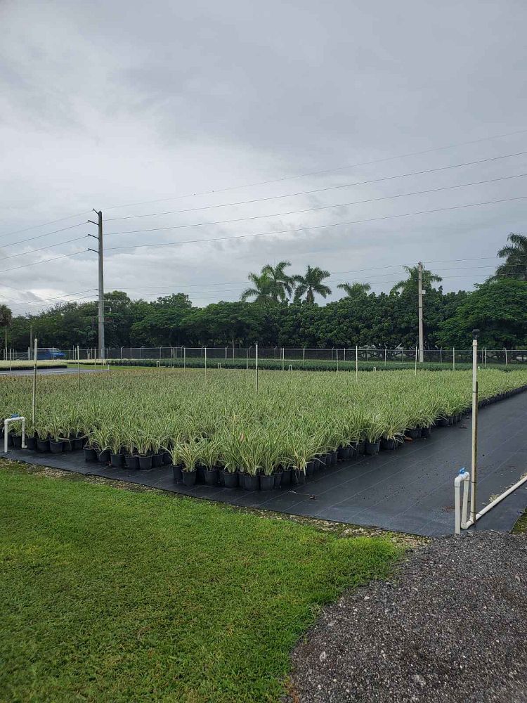 dianella-tasmanica-flax-lily-tasmanian-flax-lily