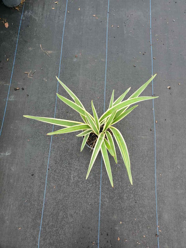 dianella-tasmanica-flax-lily-tasmanian-flax-lily