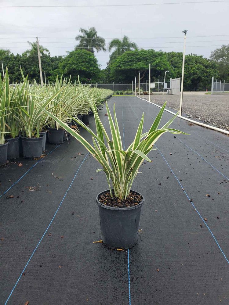 dianella-tasmanica-flax-lily-tasmanian-flax-lily