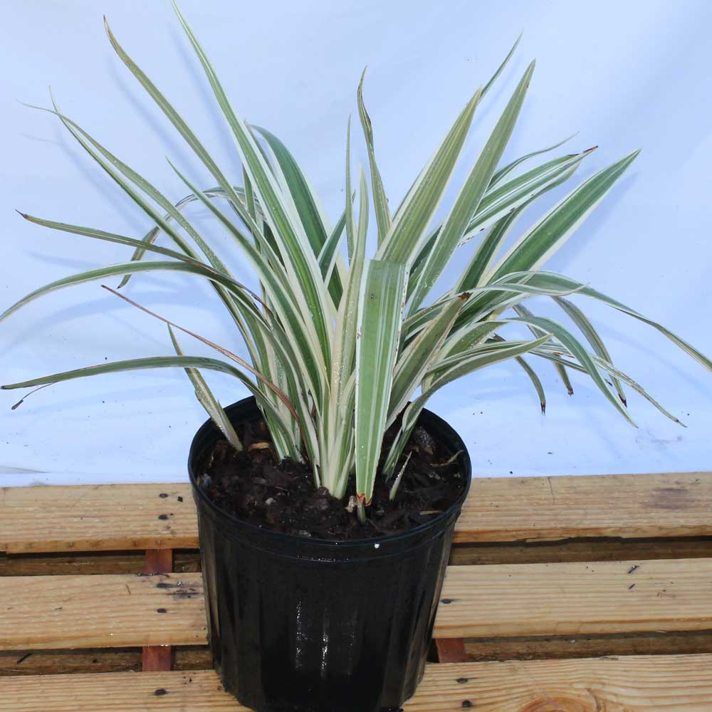 Dianella tasmanica 'Variegata', Flax Lily, Tasmanian Flax Lily