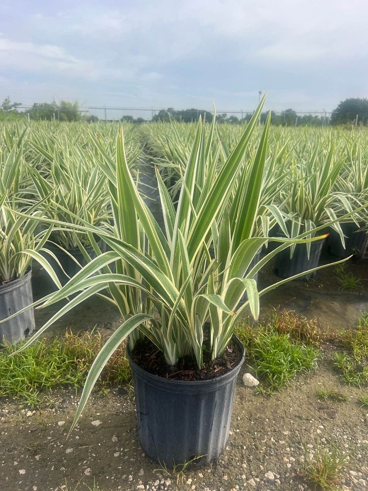 dianella-tasmanica-variegata-flax-lily-tasmanian-flax-lily