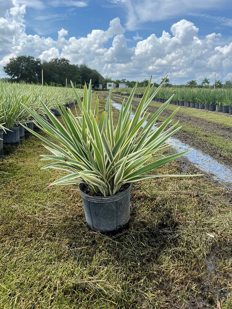 dianella-tasmanica-variegata-flax-lily-tasmanian-flax-lily