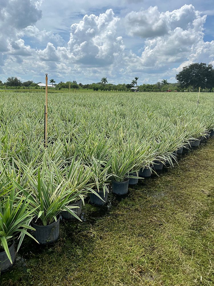 dianella-tasmanica-variegata-flax-lily-tasmanian-flax-lily