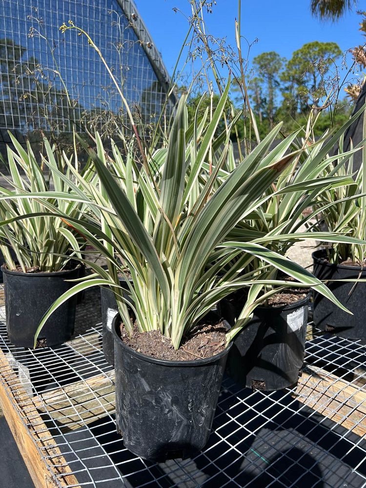 dianella-tasmanica-variegata-flax-lily-tasmanian-flax-lily