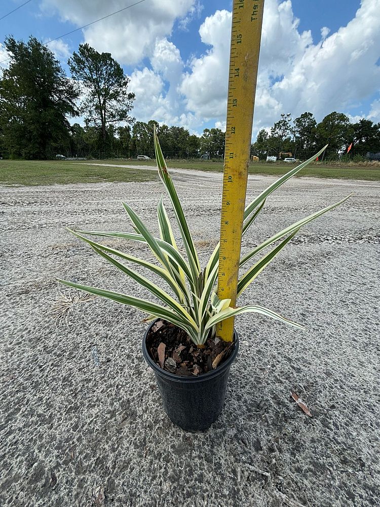 dianella-tasmanica-variegata-flax-lily-tasmanian-flax-lily