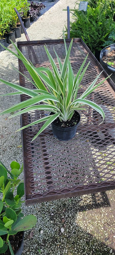 dianella-tasmanica-variegata-flax-lily-tasmanian-flax-lily