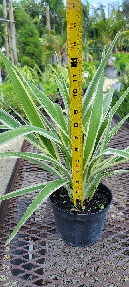 dianella-tasmanica-variegata-flax-lily-tasmanian-flax-lily