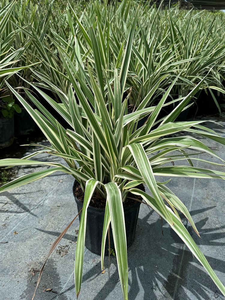 dianella-tasmanica-variegata-flax-lily-tasmanian-flax-lily