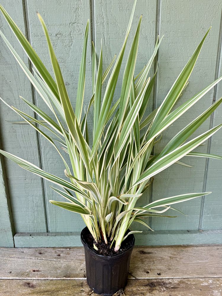 dianella-tasmanica-variegata-flax-lily-tasmanian-flax-lily