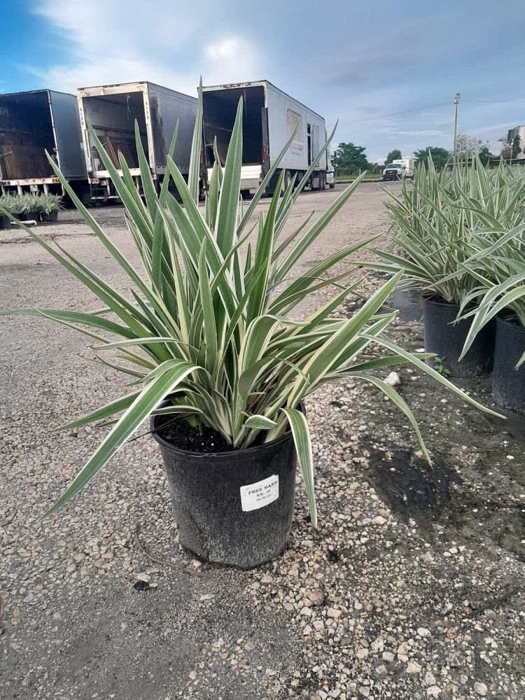 dianella-tasmanica-variegata-flax-lily-tasmanian-flax-lily