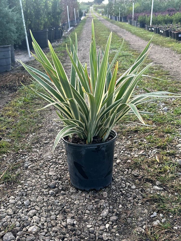 dianella-tasmanica-variegata-flax-lily-tasmanian-flax-lily