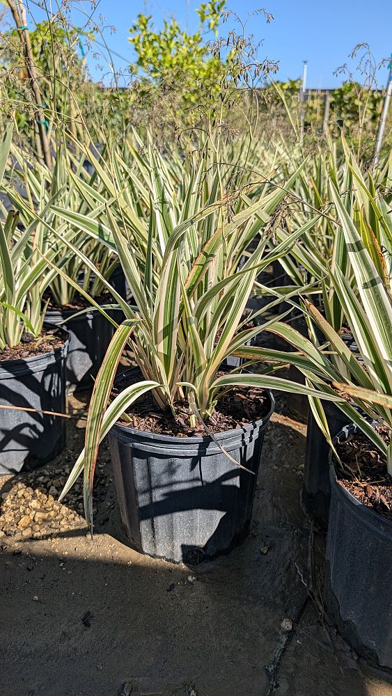 dianella-tasmanica-variegata-flax-lily-tasmanian-flax-lily