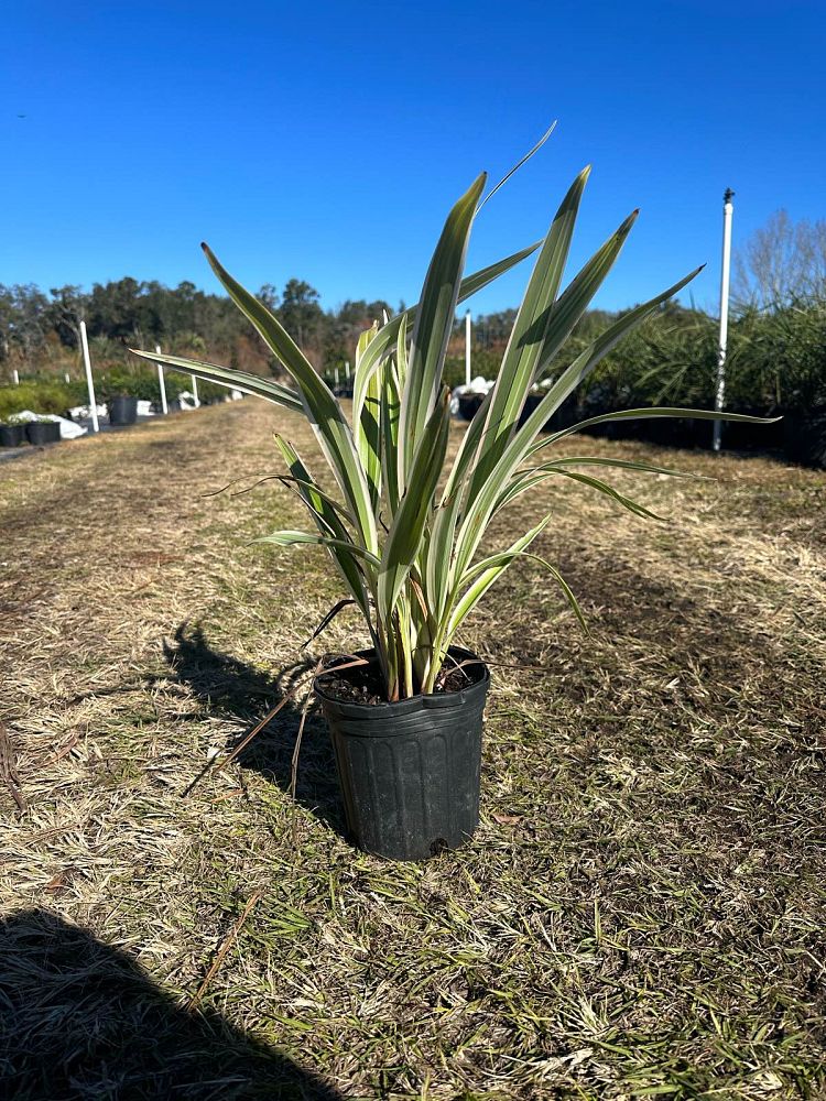 dianella-tasmanica-variegata-flax-lily-tasmanian-flax-lily