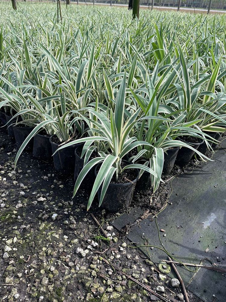 dianella-tasmanica-variegata-flax-lily-tasmanian-flax-lily