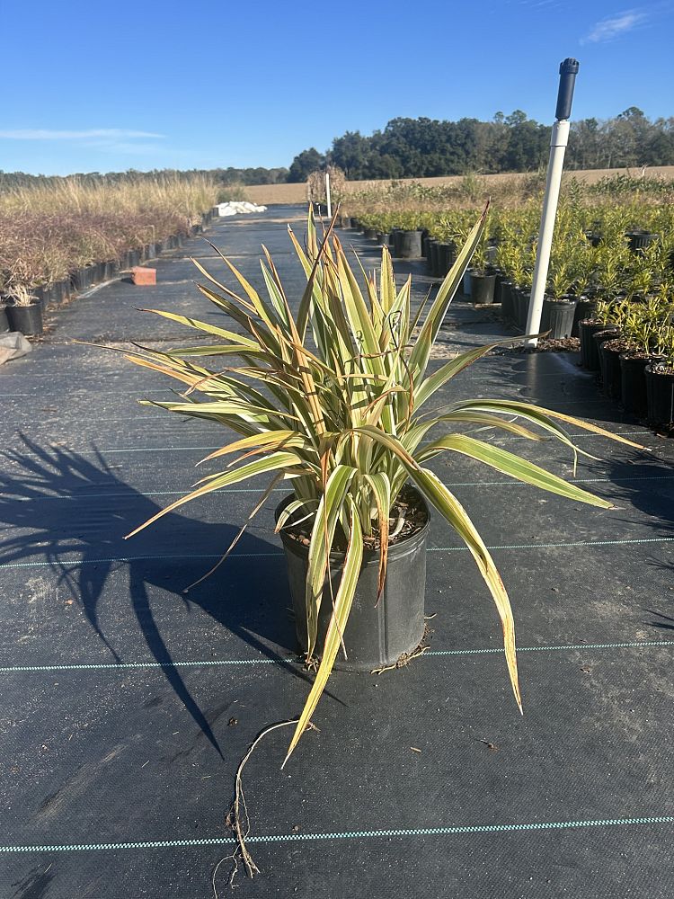 dianella-tasmanica-variegata-flax-lily-tasmanian-flax-lily