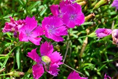 dianthus-beauties-kahori-pinks