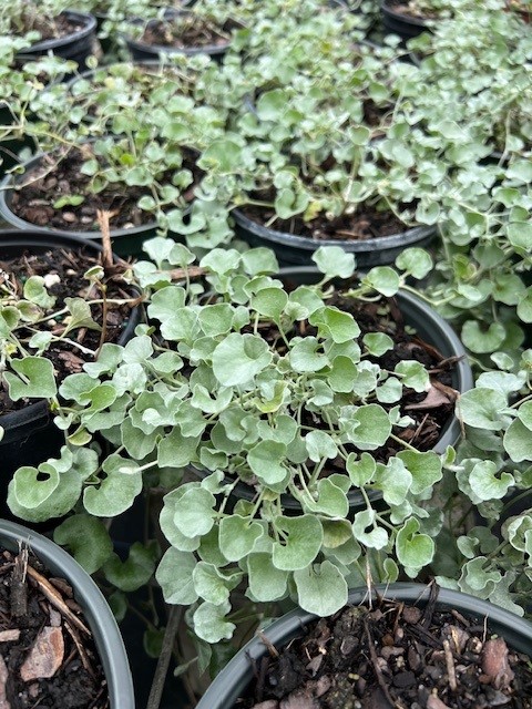 dichondra-argentea-silver-falls-kidneyweed-dichondra