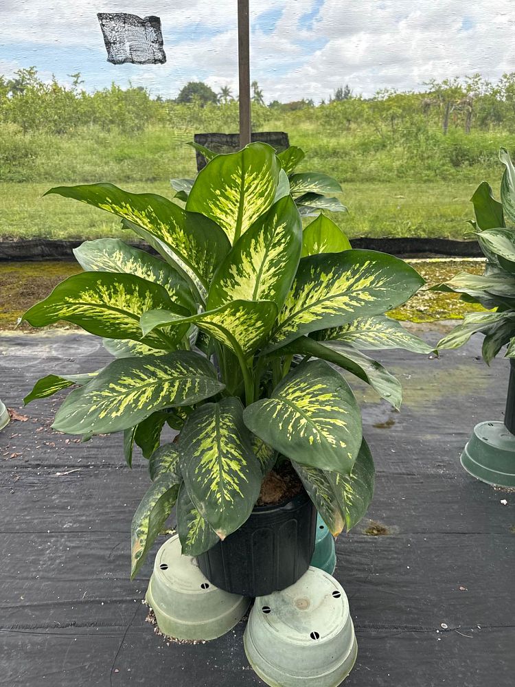 dieffenbachia-amoena-tropic-snow-dumb-cane