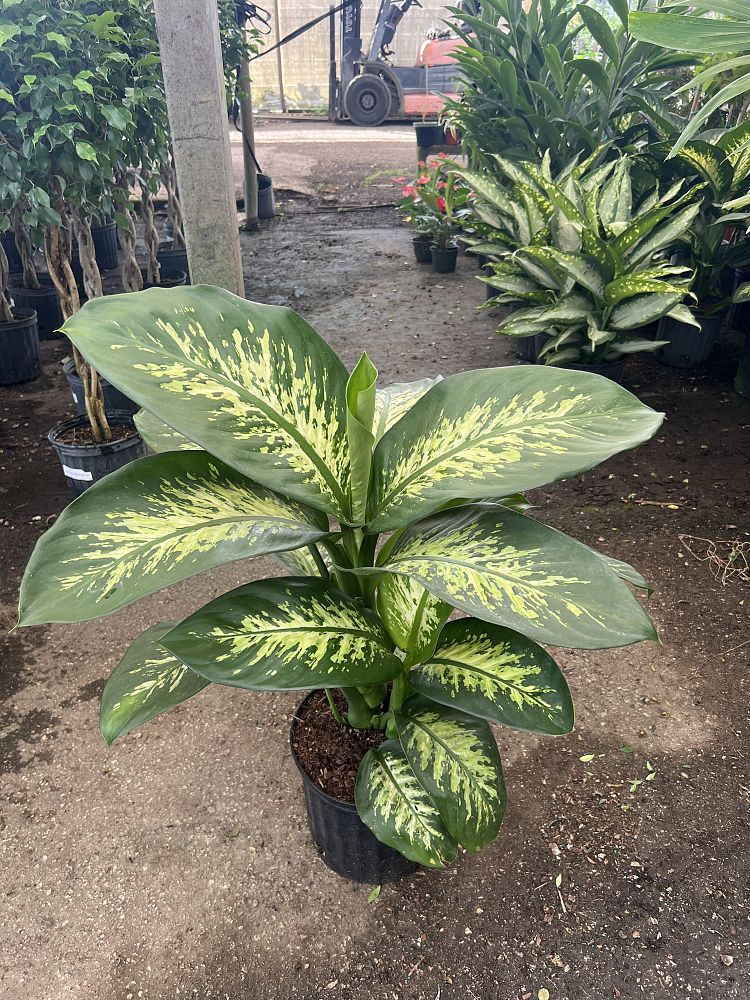 dieffenbachia-amoena-tropic-snow-dumb-cane