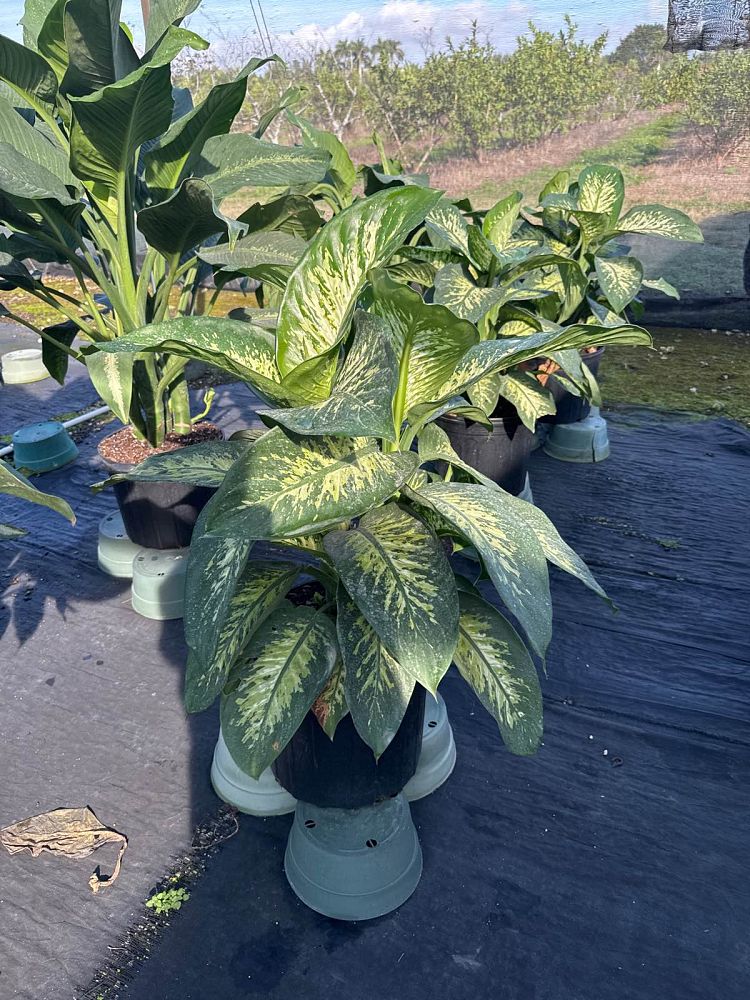 dieffenbachia-amoena-tropic-snow-dumb-cane