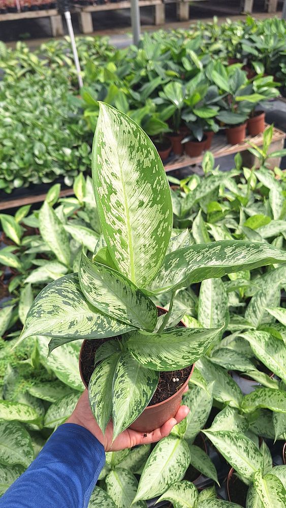 dieffenbachia-camouflage-dumbcane