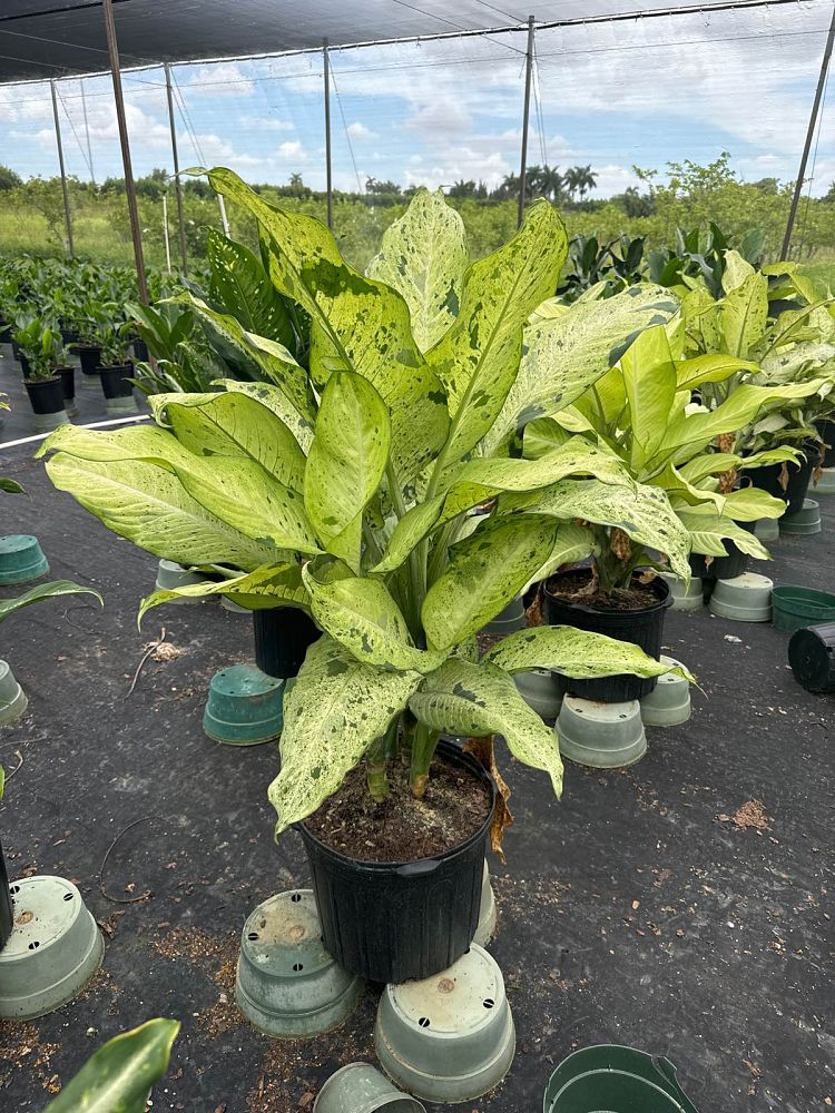 dieffenbachia-camouflage-dumbcane