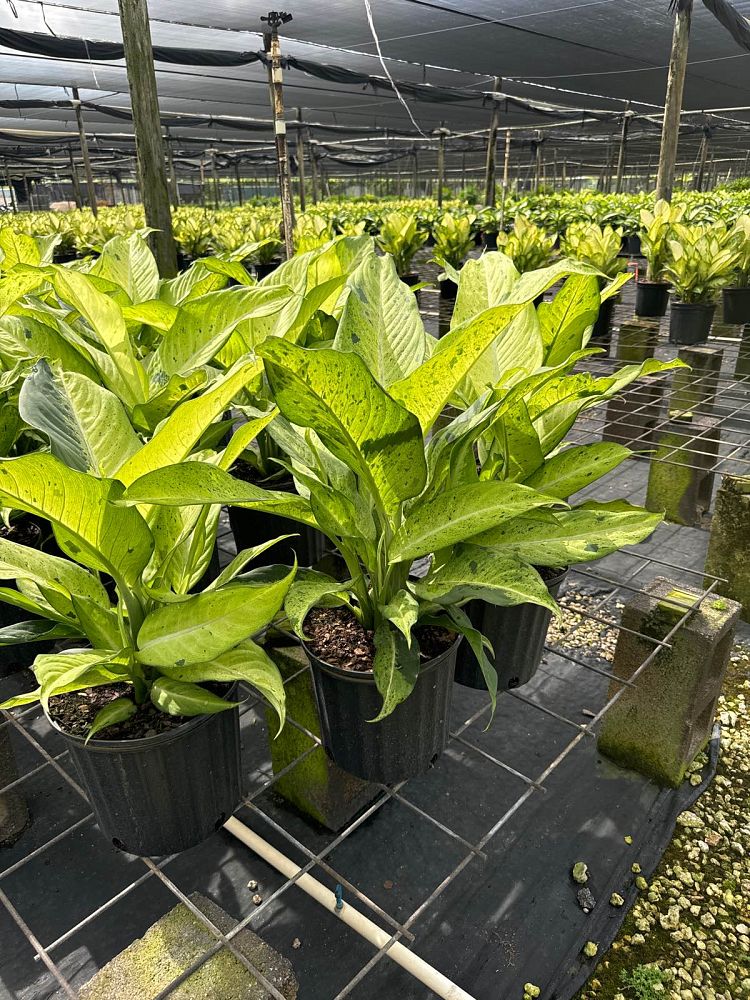 dieffenbachia-camouflage-dumbcane