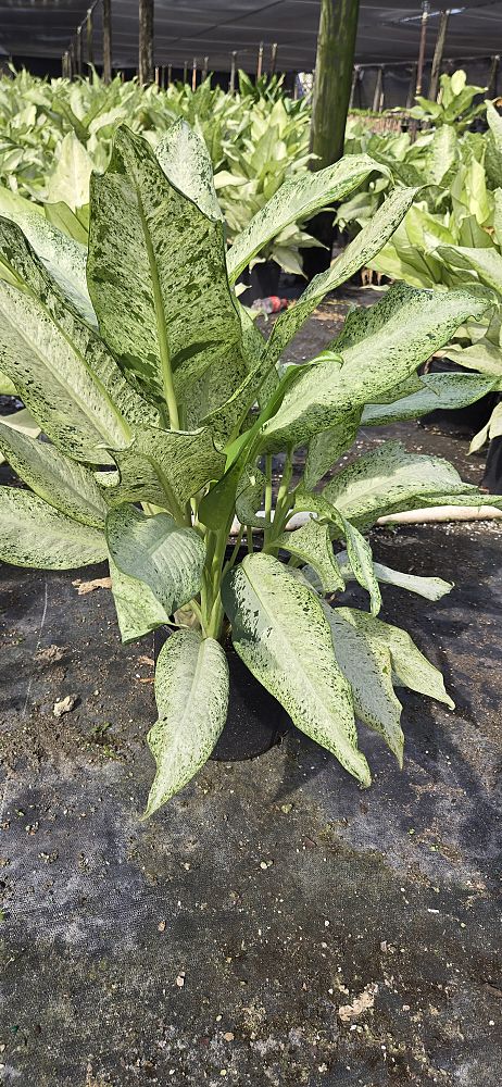 dieffenbachia-camouflage-dumbcane