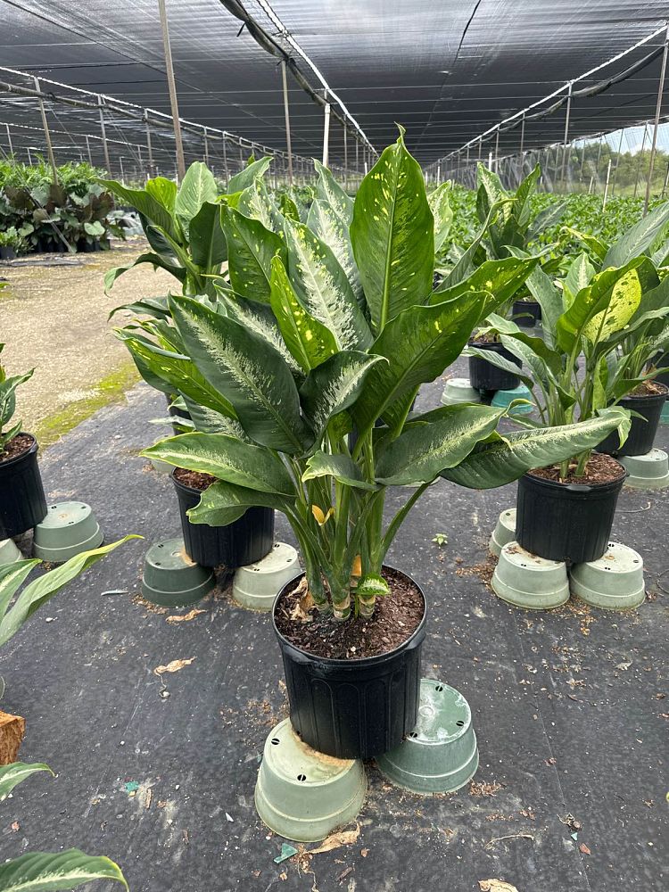 dieffenbachia-cougar-dumbcane