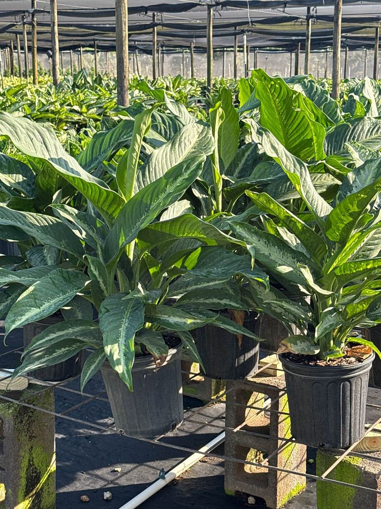 dieffenbachia-cougar-dumbcane