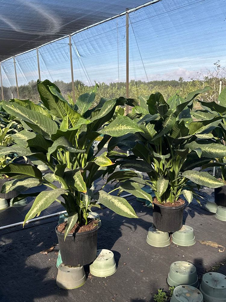 dieffenbachia-cougar-dumbcane