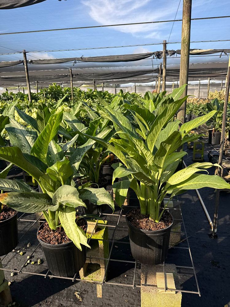 dieffenbachia-cougar-dumbcane