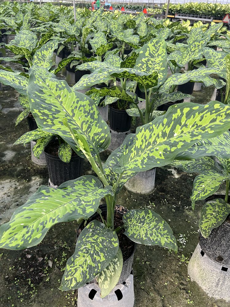 dieffenbachia-cougar-dumbcane