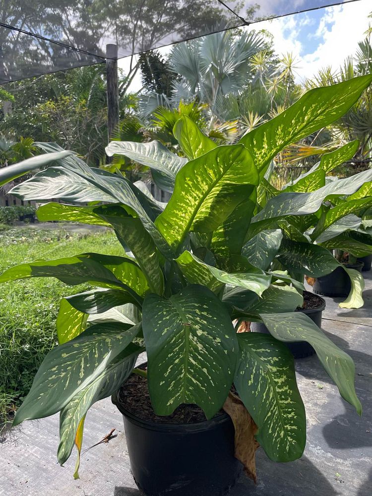 dieffenbachia-dumbcane