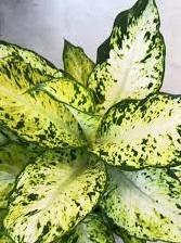 dieffenbachia-maui-dumb-cane-dumbcane