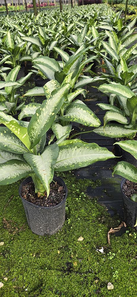 dieffenbachia-panther-dumbcane