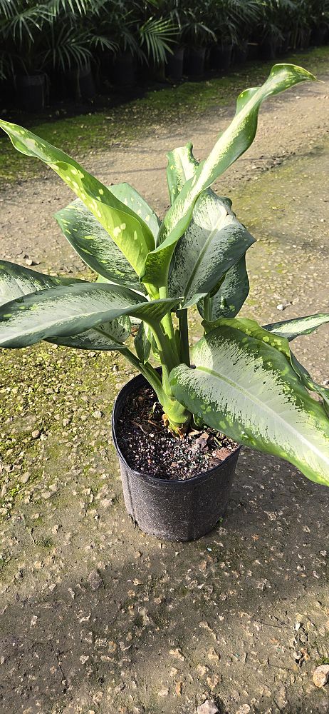 dieffenbachia-panther-dumbcane