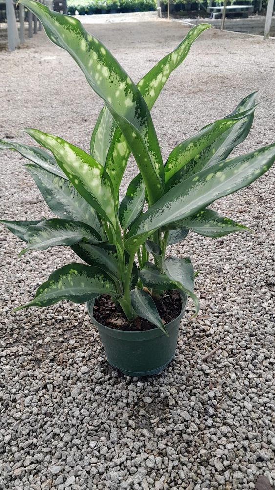 dieffenbachia-panther-dumbcane