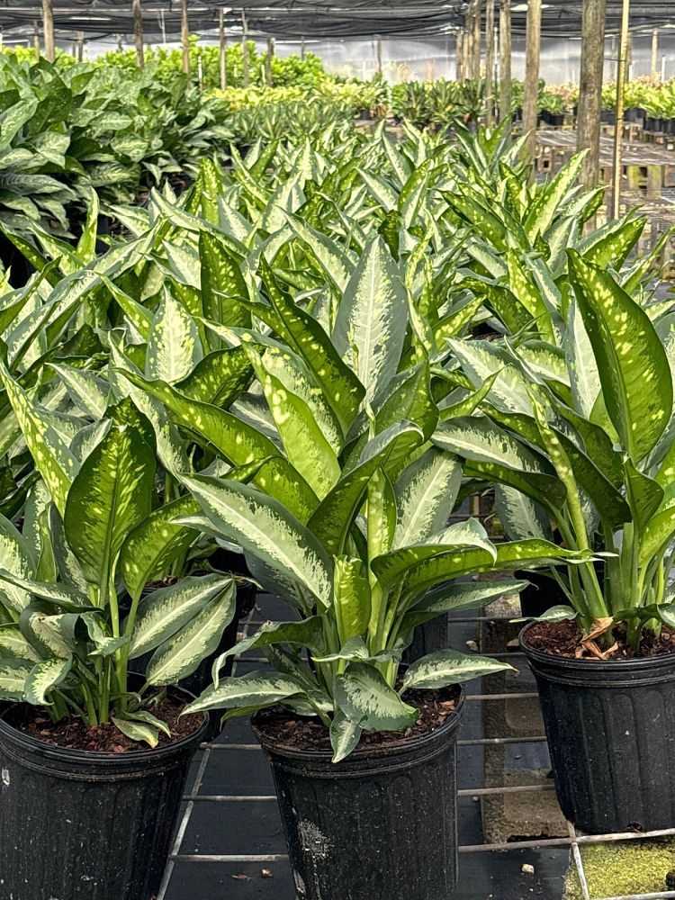 dieffenbachia-panther-dumbcane