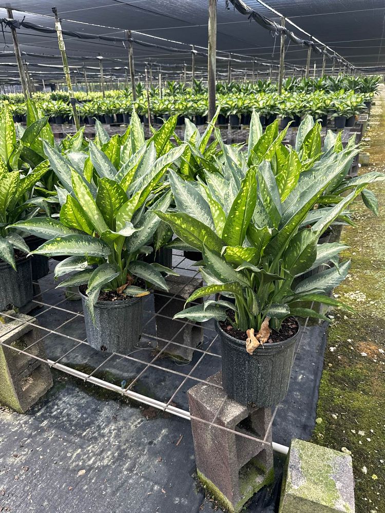 dieffenbachia-panther-dumbcane