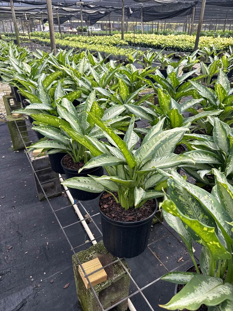 dieffenbachia-panther-dumbcane