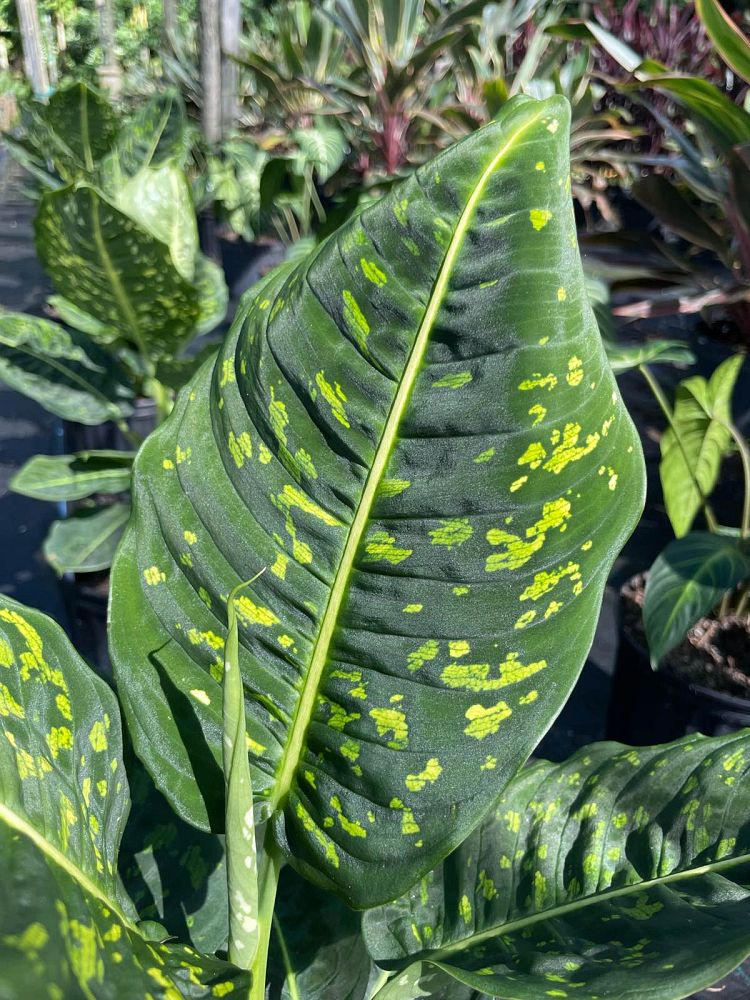 dieffenbachia-reflector-dumbcane