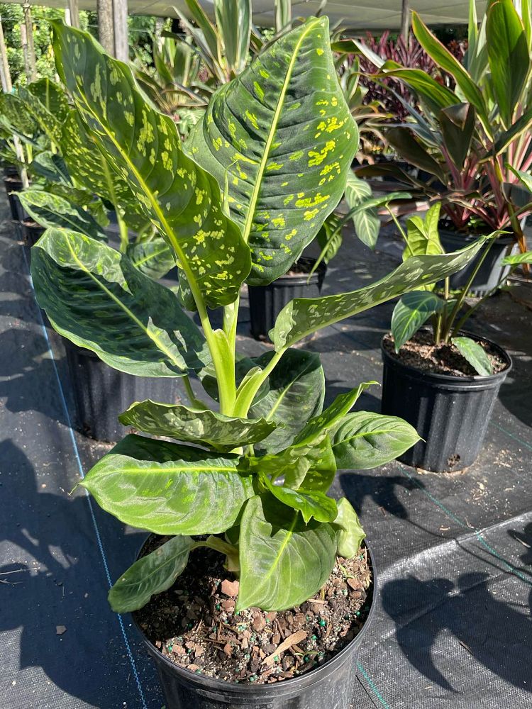 dieffenbachia-reflector-dumbcane