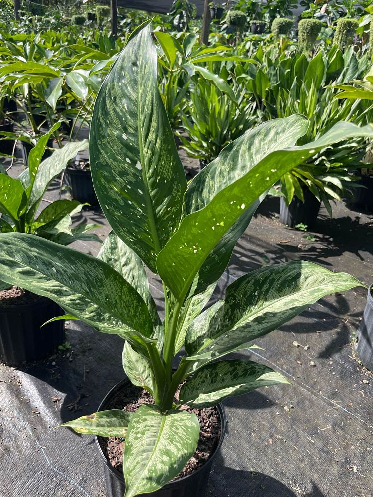 dieffenbachia-tiki-dumbcane