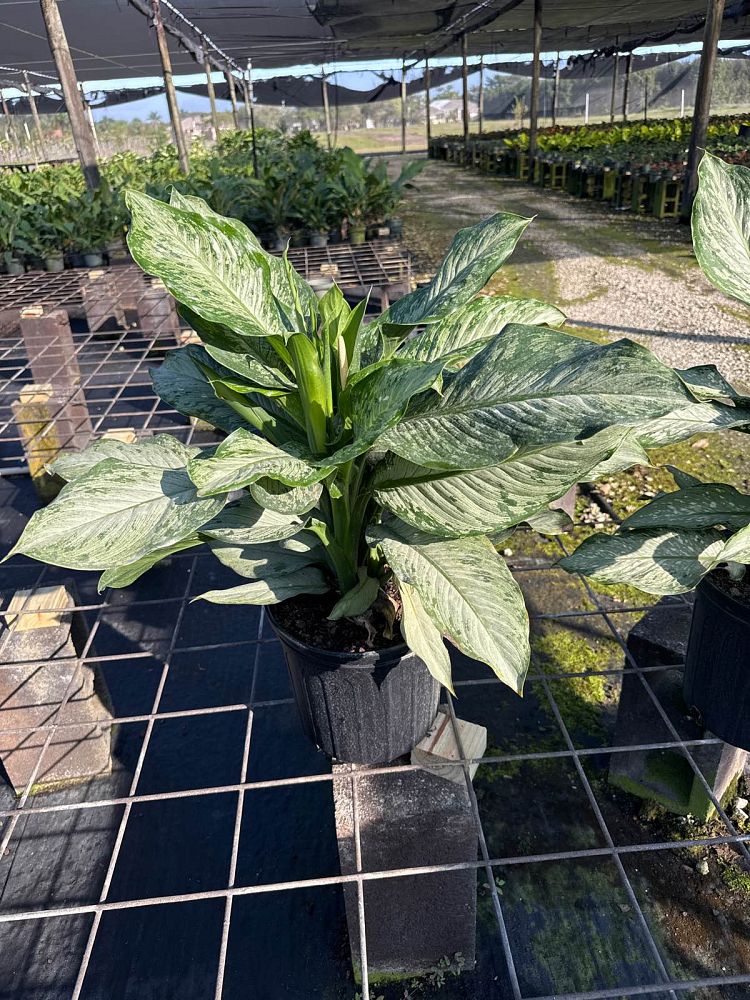 dieffenbachia-tiki-dumbcane