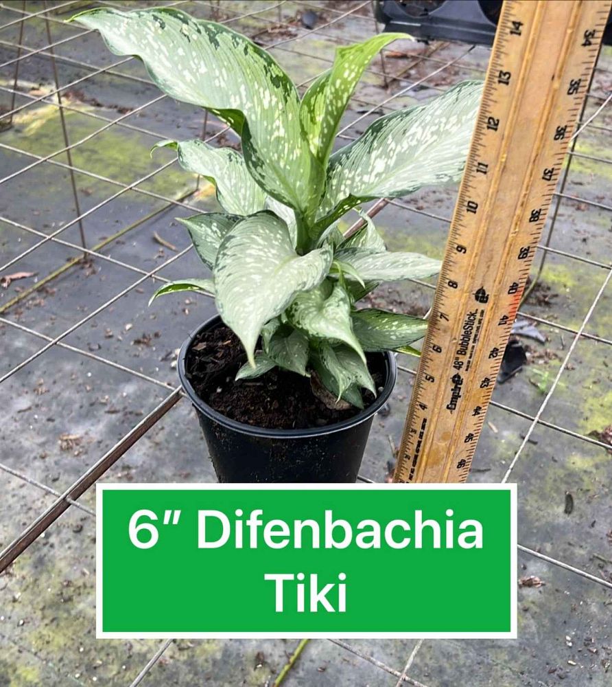 dieffenbachia-tiki-dumbcane