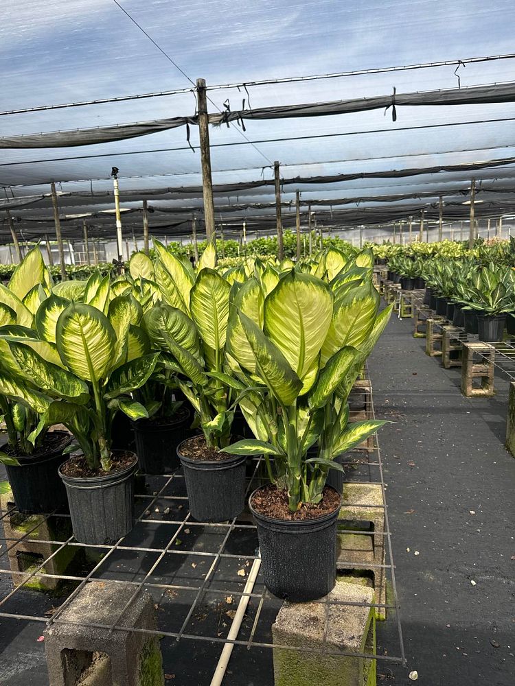 dieffenbachia-tropic-marianne-dumbcane