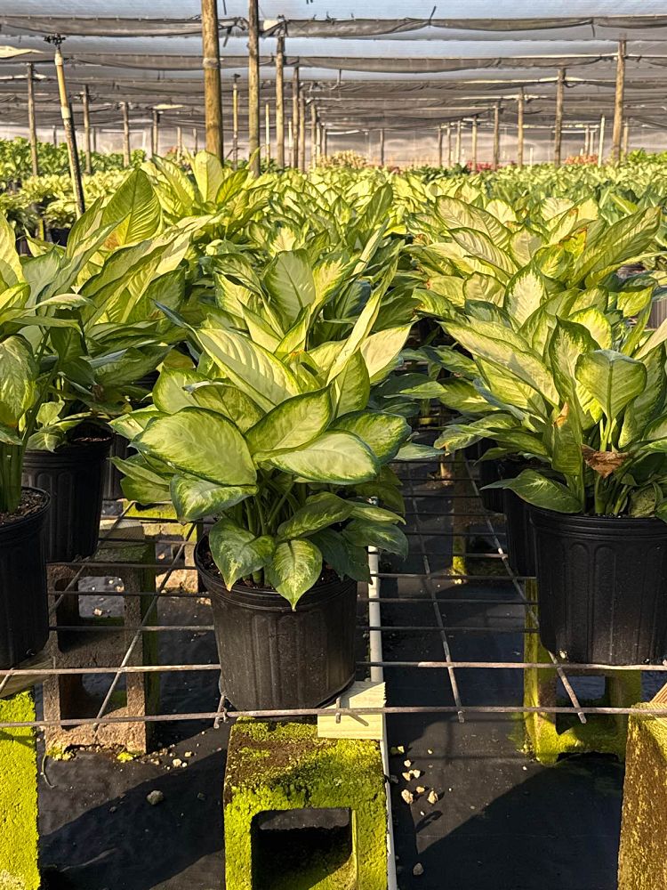 dieffenbachia-tropic-marianne-dumbcane