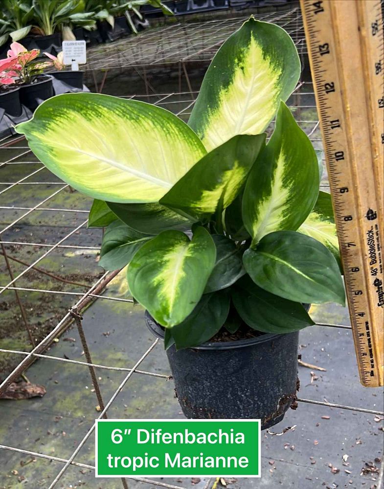 dieffenbachia-tropic-marianne-dumbcane