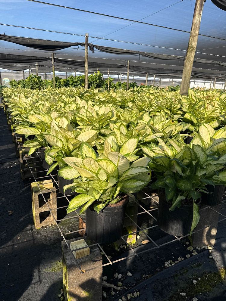 dieffenbachia-tropic-marianne-dumbcane